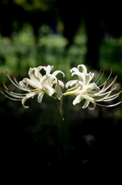 公園の白い彼岸花