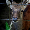 ヒノトントンの鹿さん