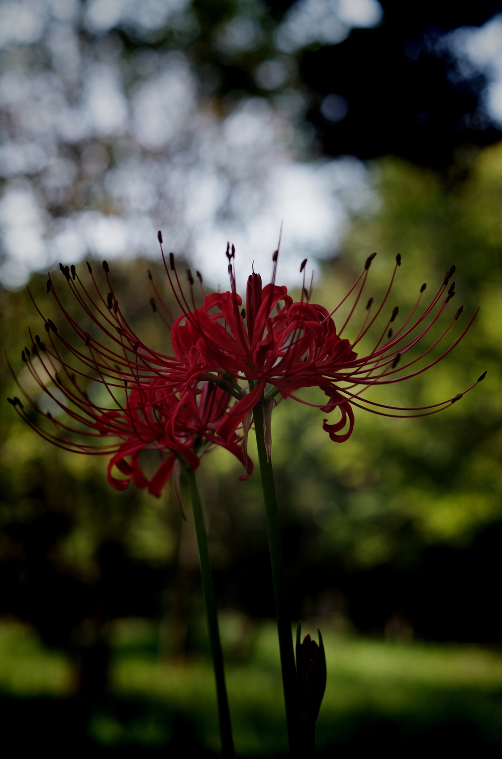公園の赤い彼岸花
