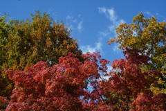 万博記念公園'25.11.15-2