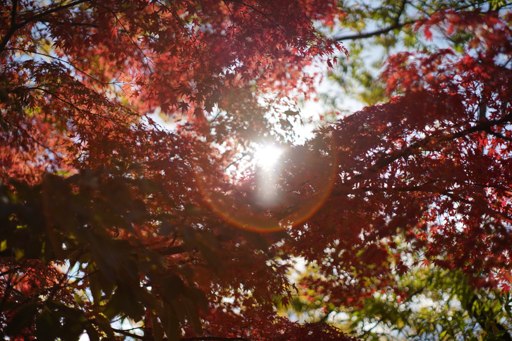 万博記念公園'25.11.15-3