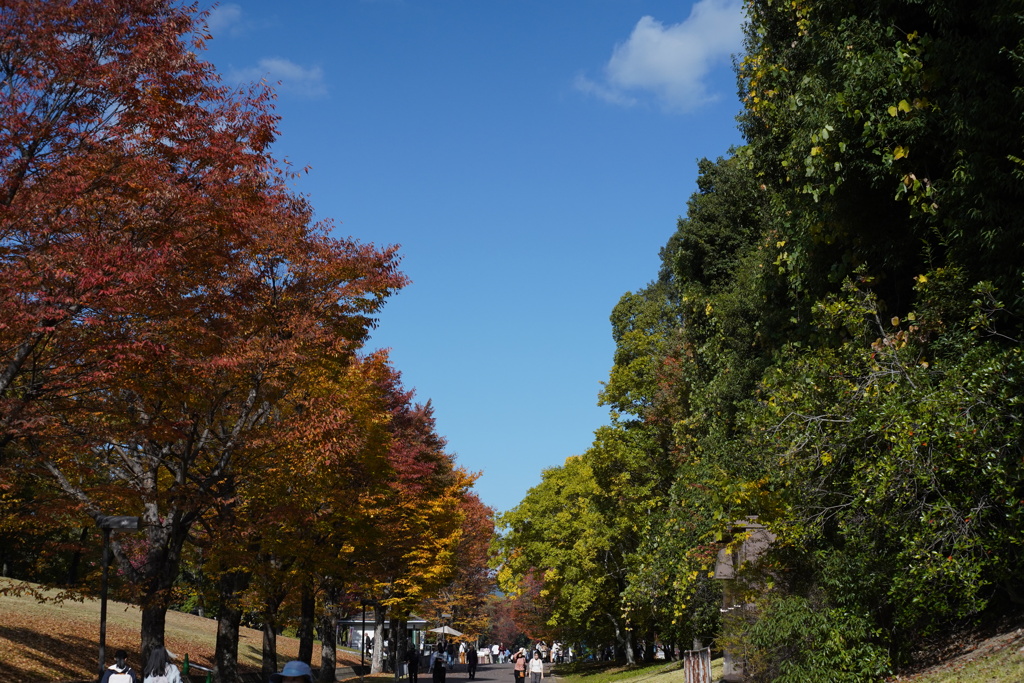 万博記念公園'25.11.15-1