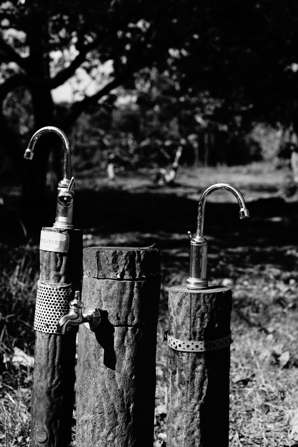 万博記念公園'25.11.15-4