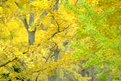 移ろう彩りのレイヤー