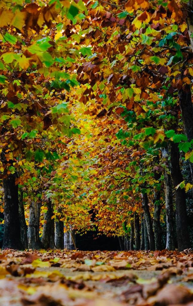 新宿御苑プラタナス並木