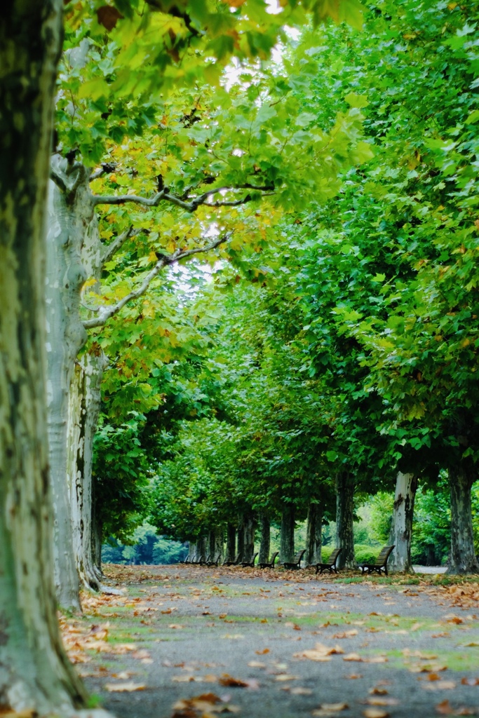 いつかの新宿御苑
