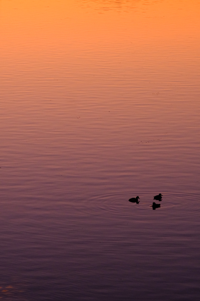 水面を染めるグラデーションと3羽