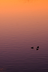 水面を染めるグラデーションと3羽