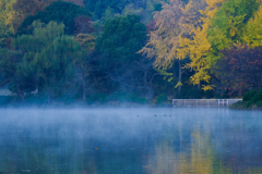 冷気立つ晩秋の池