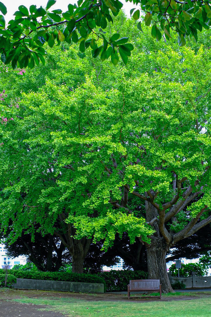 銀杏の木陰と山手のベンチ