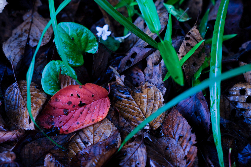 濡れ落ち葉の朝