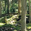 こけむしろ