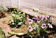 庭の花
