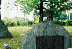 みなとみらいの鳩