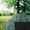 みなとみらいの鳩