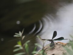 通り雨すぎて