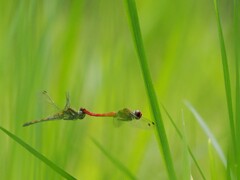 連結飛行（トリミング）