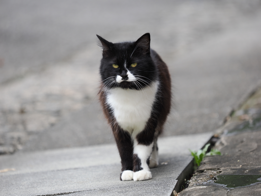 見据える