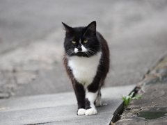 見据える