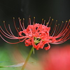 彼岸花