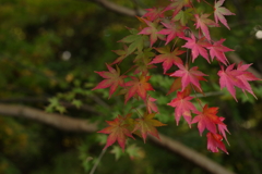 紅葉
