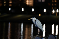 アオサギ＠隅田川