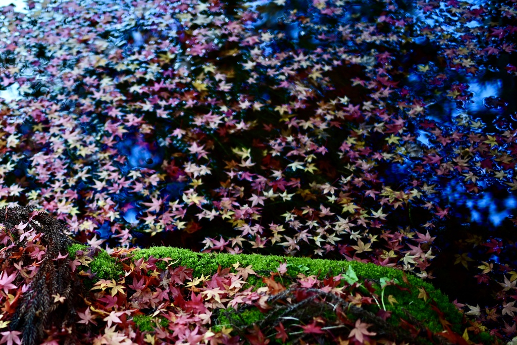 龍泉寺の紅葉たち。