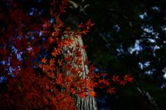 高野山の紅葉