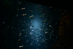 吸い込まれる美しさの水族館