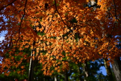 可愛らしいオレンジ色。