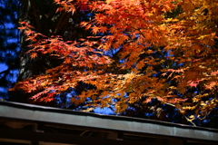 高野山、温かいオレンジ色の紅葉