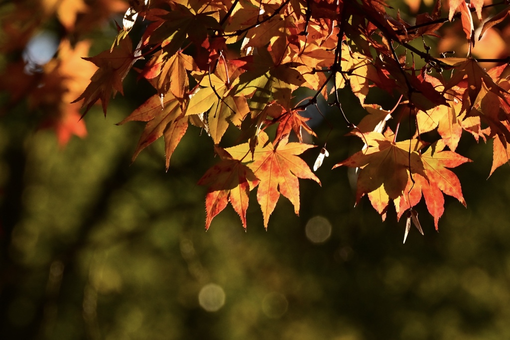暖かい光のさす紅葉