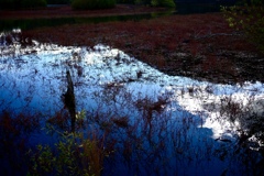 湖に浮かぶ赤い絨毯