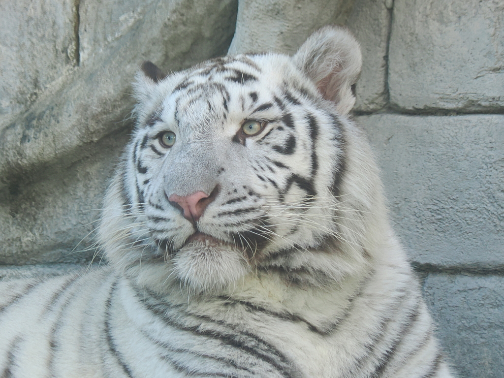 ホワイトタイガー　斜め顔