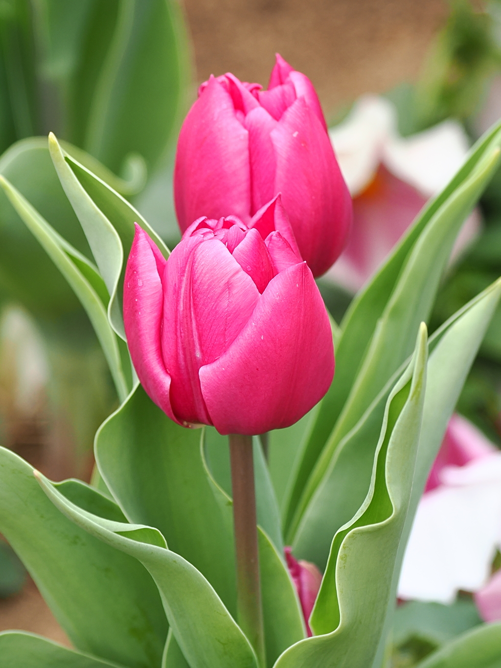 早咲きチューリップ　3