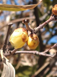 自宅のロウバイ　2