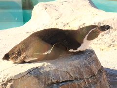 ペンギン1