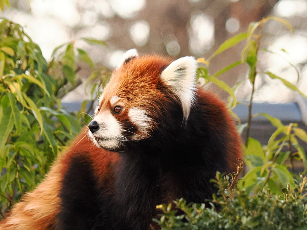 レッサーパンダ 4