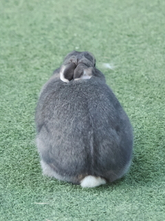 ウサギ 7 後ろ姿