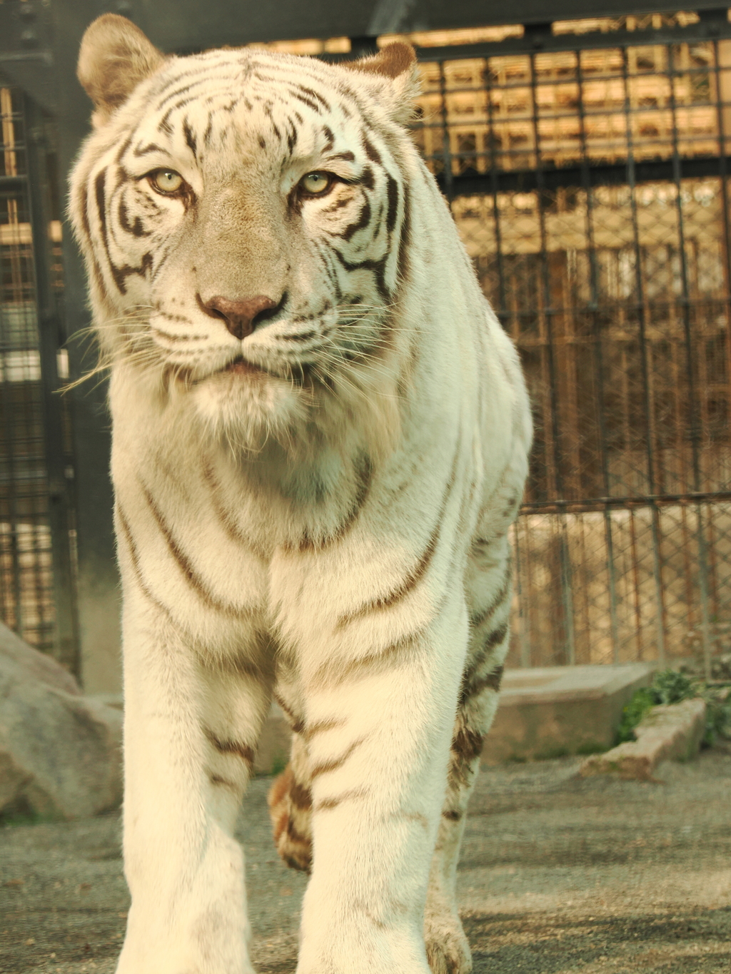 ホワイトタイガー　4