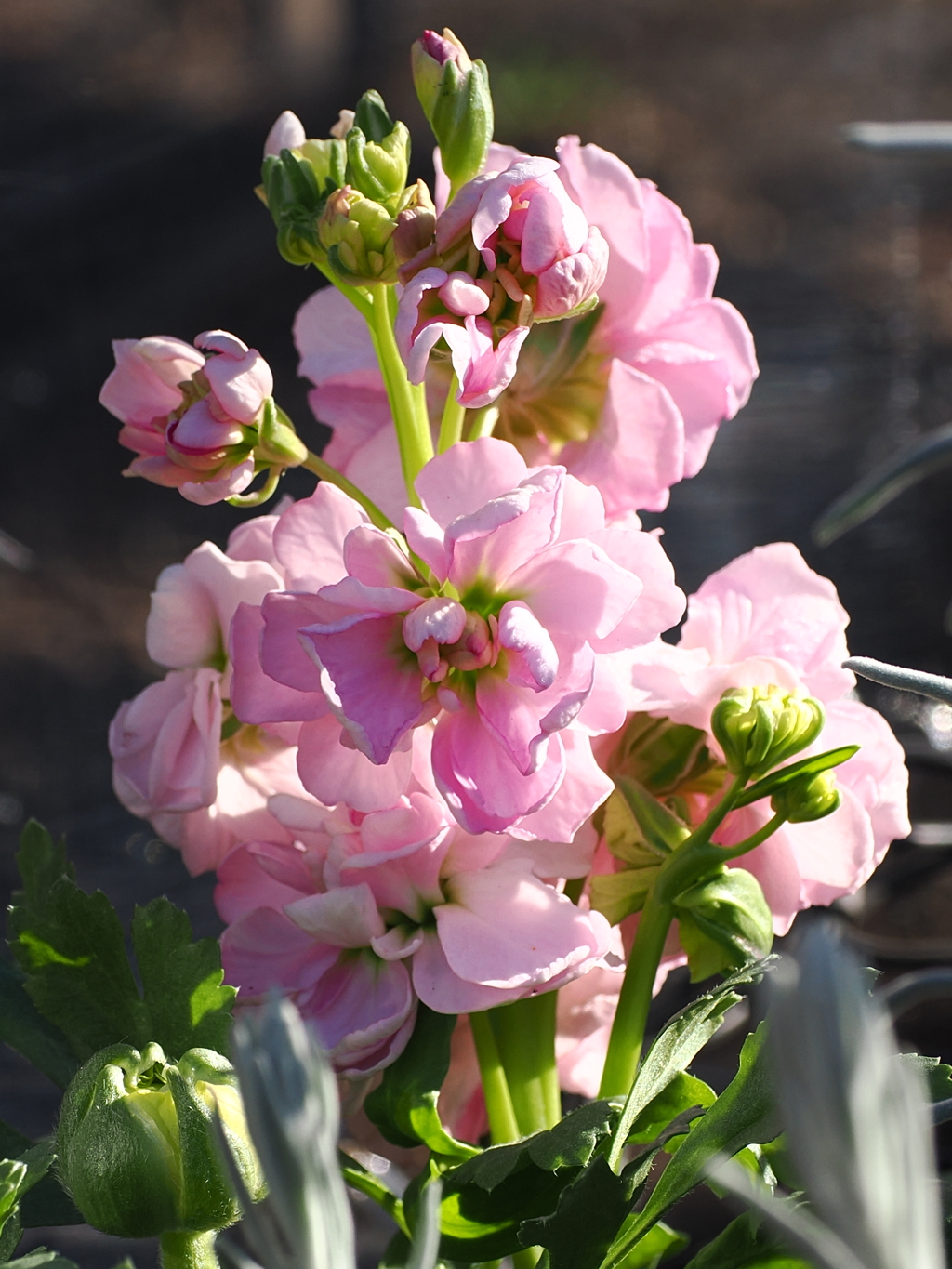 ピンク系の花 1