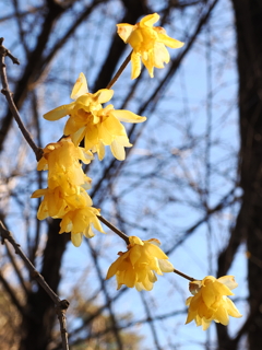ロウバイ　森林公園 2