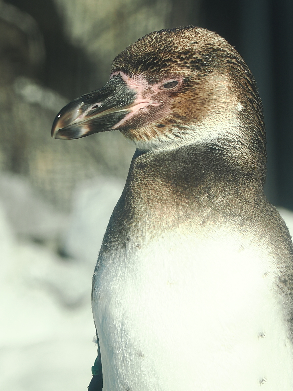 ペンギン5 鋭い眼光