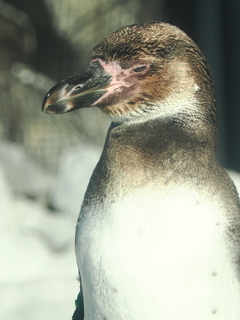 ペンギン5 鋭い眼光