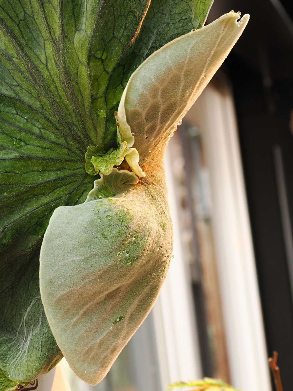 謎の植物　側面