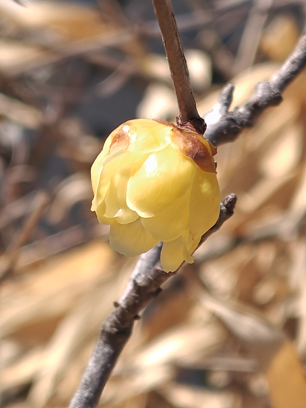自宅のロウバイ　1