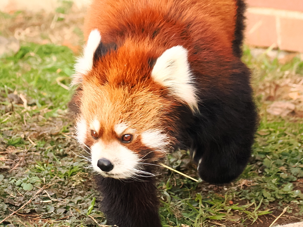 レッサーパンダ 7