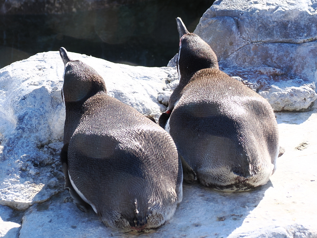 ペンギン 6