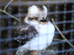 ワライカワセミ