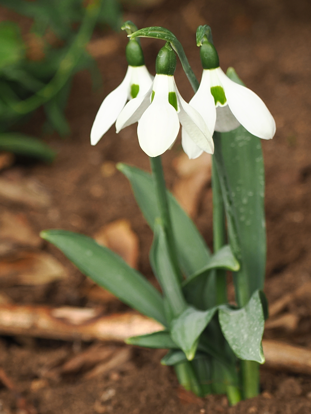 スノードロップ